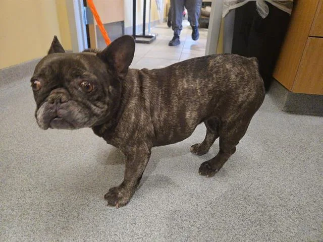 A young small-sized female French Bulldog dog named Daphne for adoption in Tustin, CA