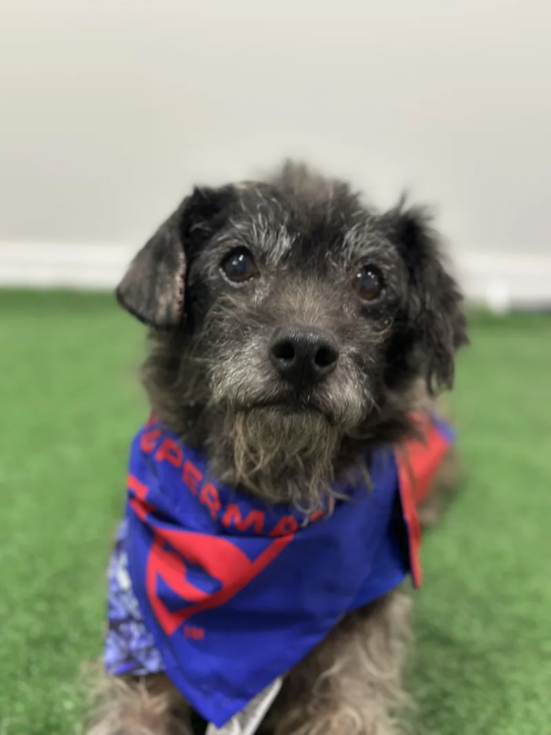 A senior small-sized male Gray / Blue / Silver Border Terrier dog named Booboo for adoption in Carlsbad, CA