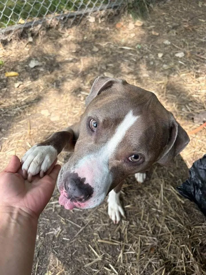 An adult medium-sized female Brindle Pit Bull Terrier dog named Kadeidra for adoption in Chicago, IL
