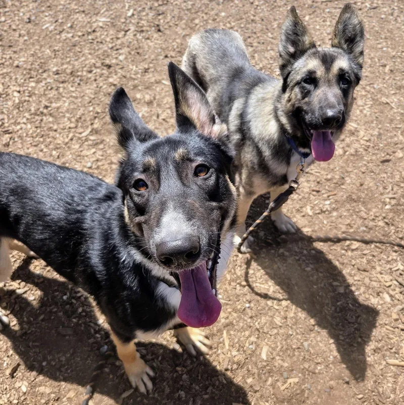 A young large-sized male German Shepherd Dog dog named Axel for adoption in Oakland, CA