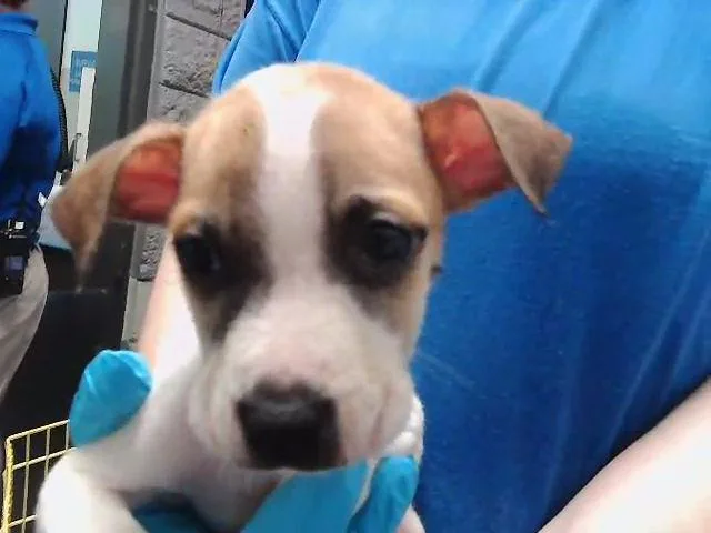 A baby small-sized female Pit Bull Terrier dog named Nia for adoption in Tulsa, OK