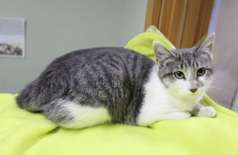 A young small-sized female Domestic Short Hair cat named Patricia for adoption in Portage, WI