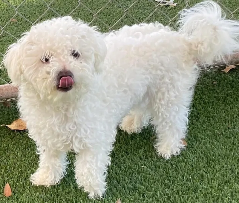 An adult small-sized female White / Cream Bichon Frise dog named Josephine for adoption in Dallas, TX