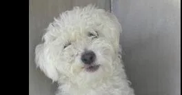 Josephine thumbnail 3
