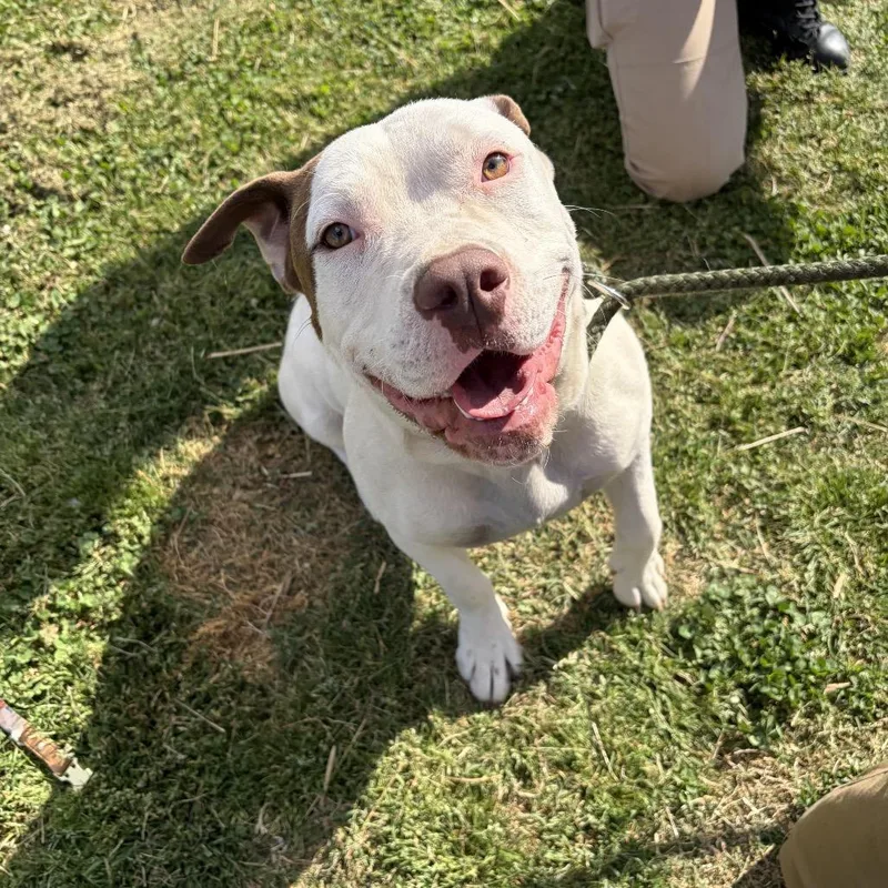 An adult medium-sized female White / Cream Mixed Breed dog named Haribo for adoption in Chattanooga, TN