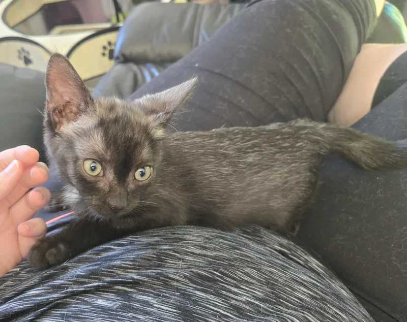 A baby small-sized male Domestic Short Hair cat named Yoshi for adoption in Philadelphia, PA