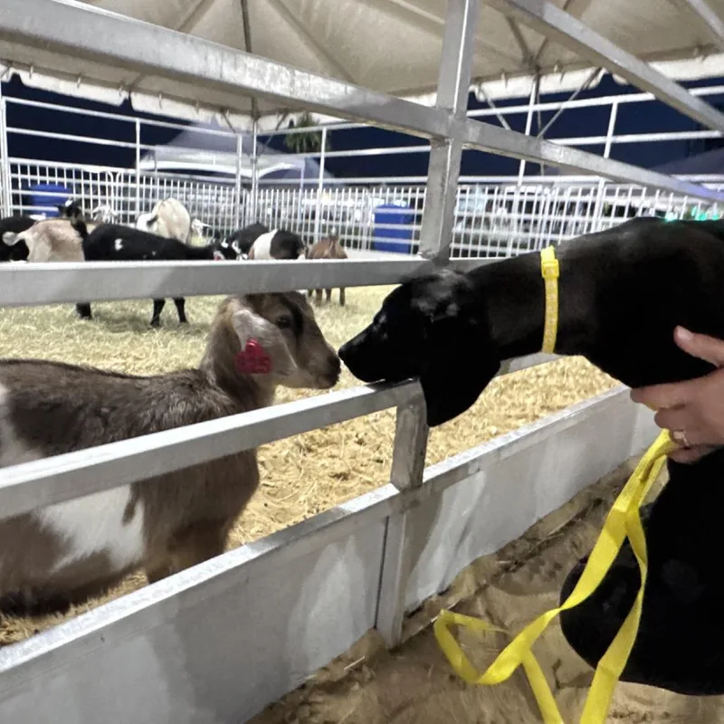 A baby small-sized female Black Mixed Breed dog named Funnel Cake for adoption in Beaumont, TX