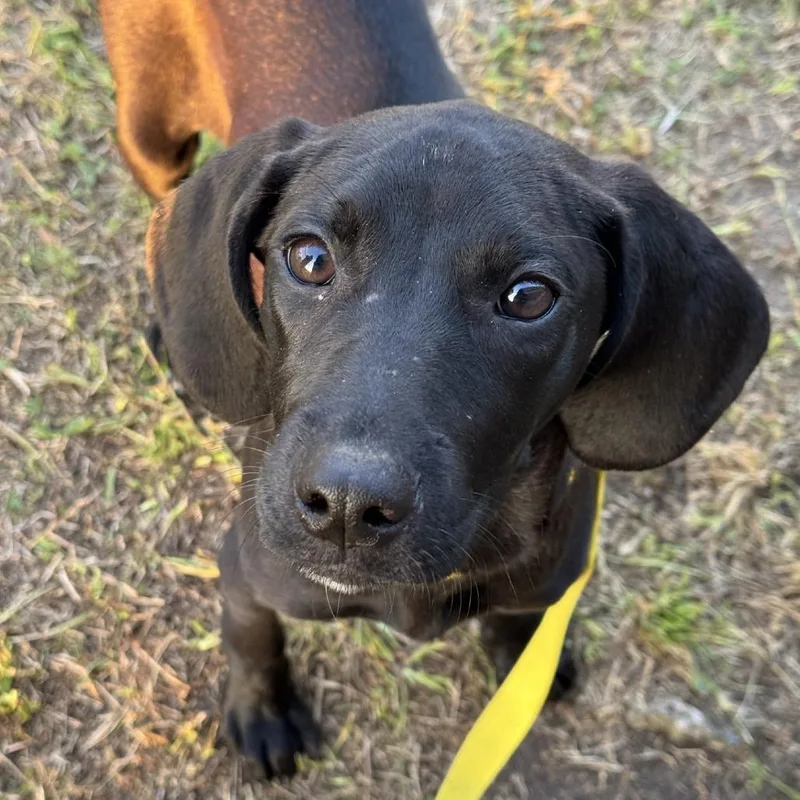 Funnel Cake thumbnail 2