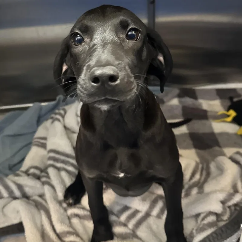 Funnel Cake thumbnail 4