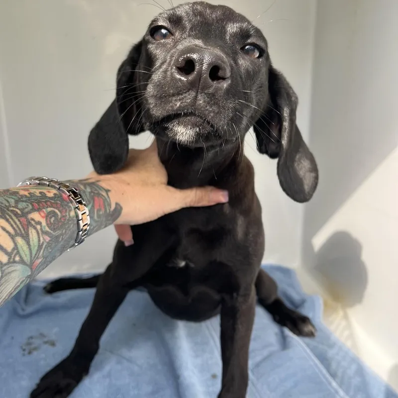 Funnel Cake thumbnail 5