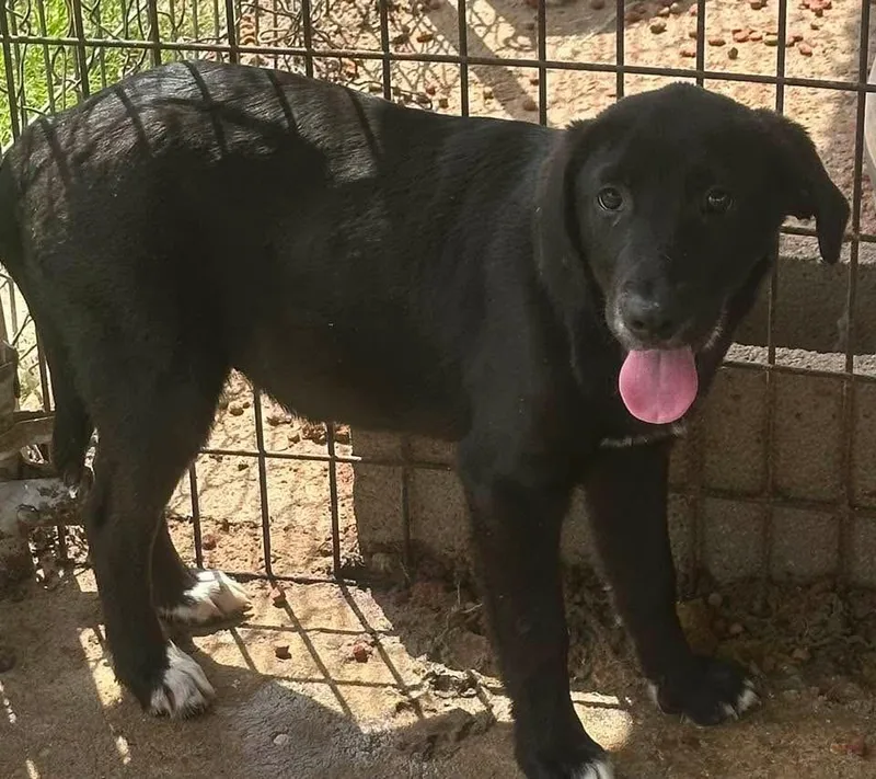 A young medium-sized female Black Labrador Retriever dog named Martha for adoption in Bruce, MS