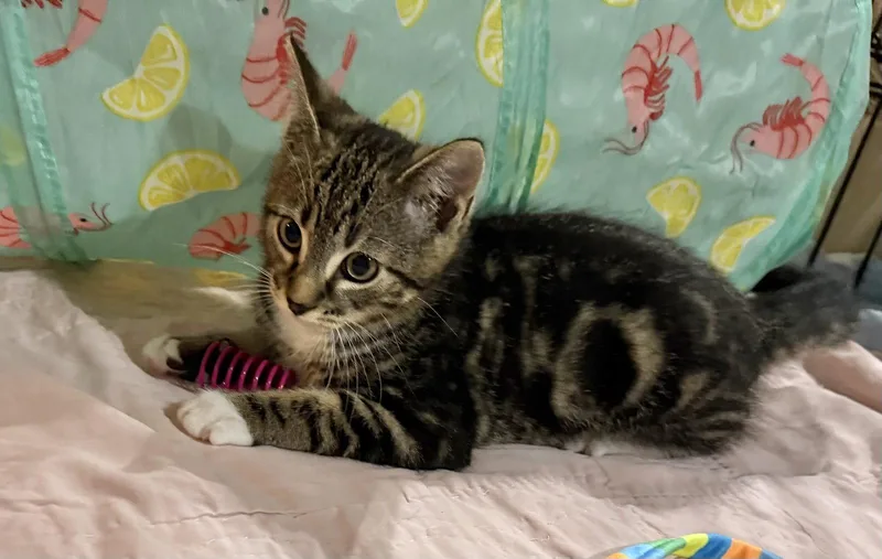 A baby small-sized female Gray & White Tabby cat named Birria for adoption in Spring City, PA