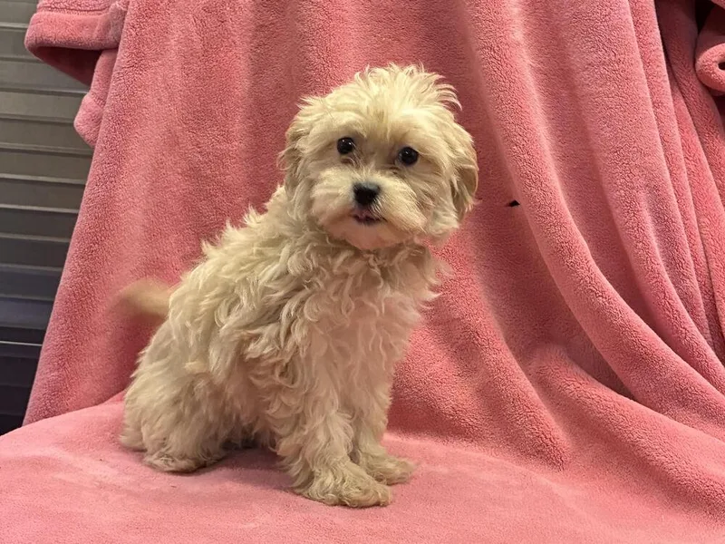Maltipoo puppy