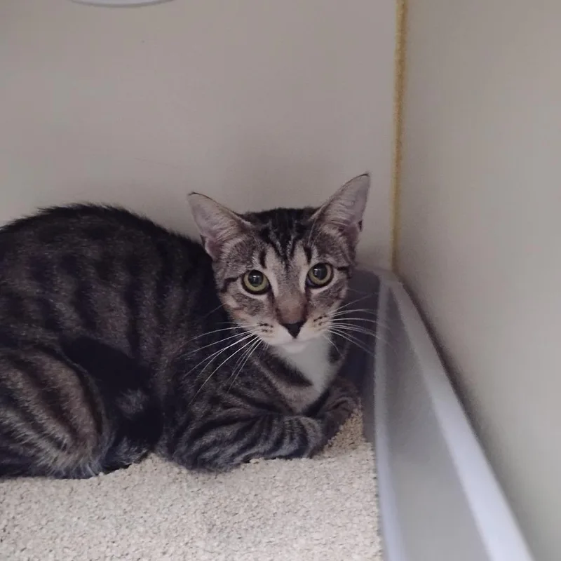 A young medium-sized female Brown / Chocolate Domestic Short Hair cat named Peaches for adoption in Wilmington, DE