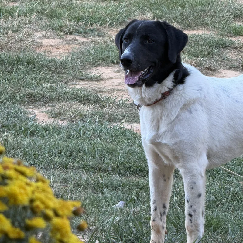 A young medium-sized male Black English Setter dog named Toddy for adoption in Cordova, TN