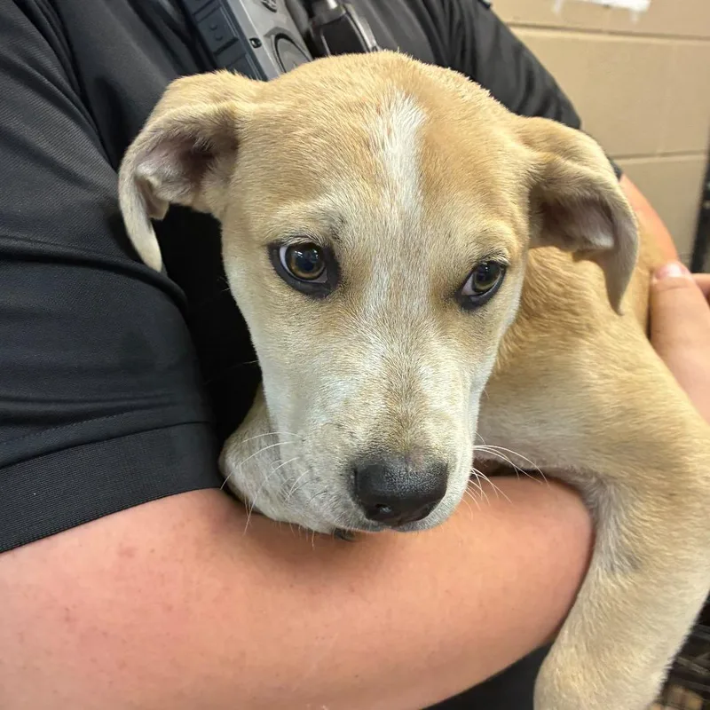 A baby medium-sized male Yellow / Tan / Blond / Fawn Mixed Breed dog named Tyrion for adoption in Gadsden, AL