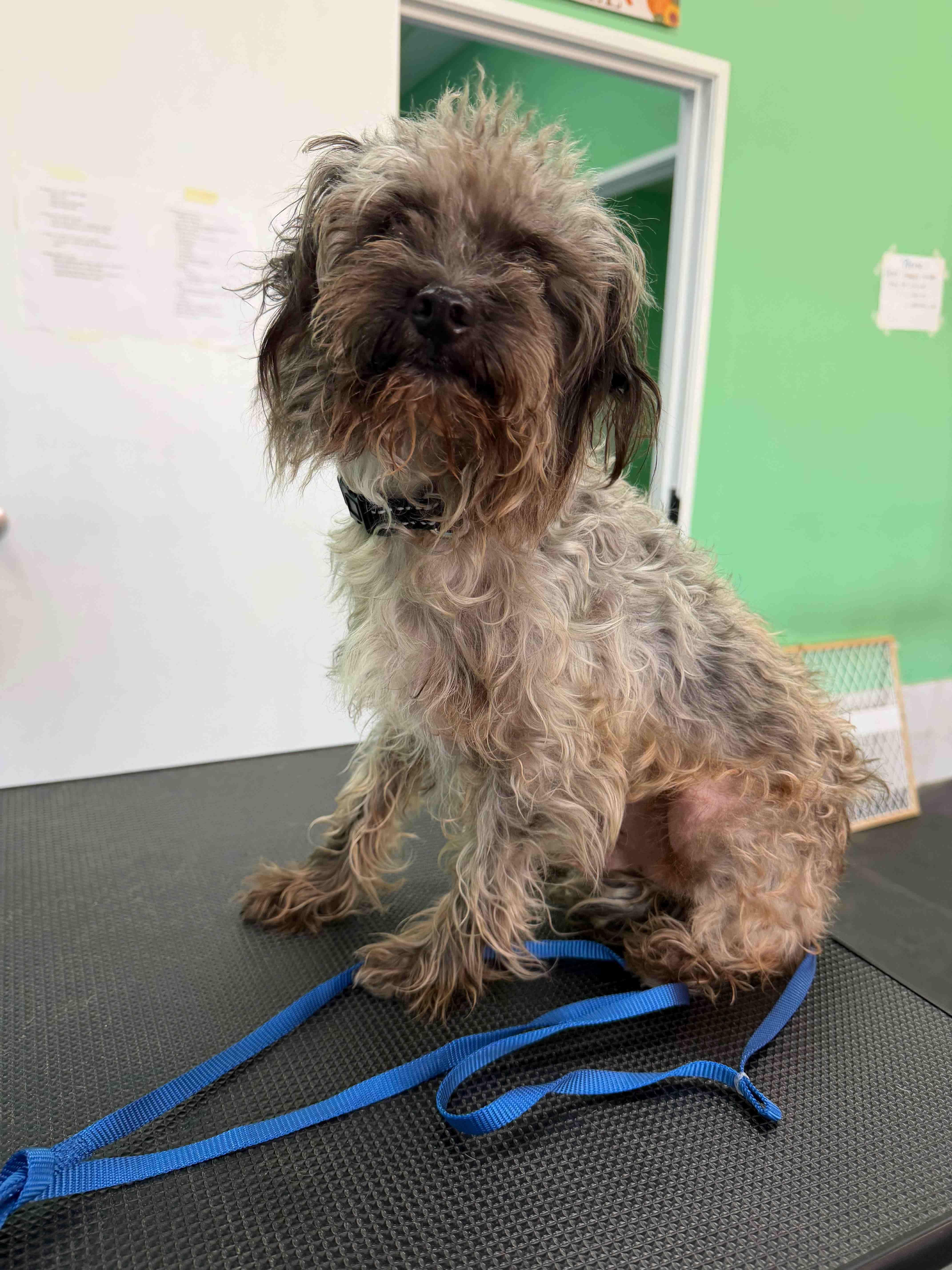 An adult small-sized male Gray / Blue / Silver Miniature Schnauzer dog named Fred for adoption in Houston, TX