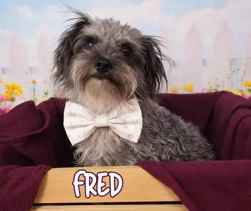 Fred thumbnail 2