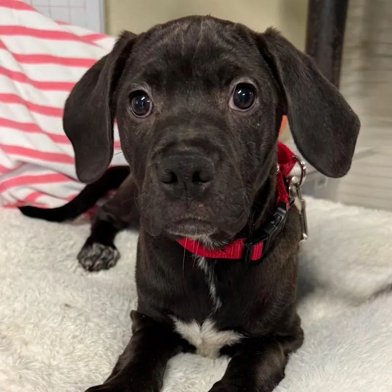 Teletubbie Pup: Dipsy