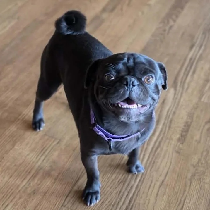 A young small-sized male Pug dog named Brutus for adoption in Boerne, TX