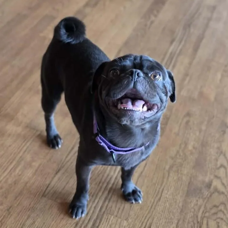 Brutus thumbnail 2