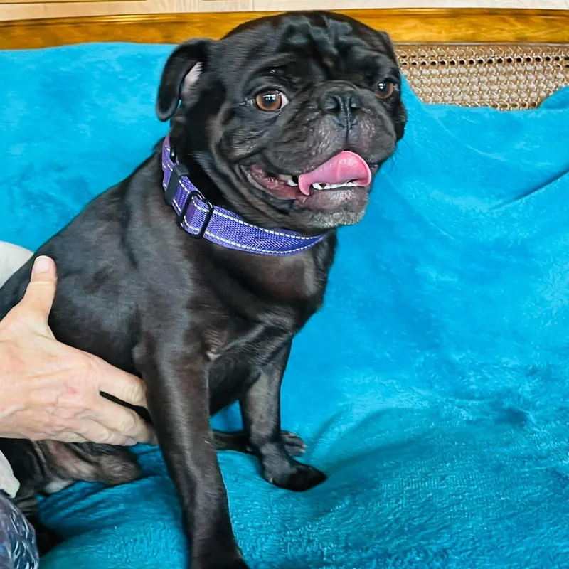 Brutus thumbnail 3