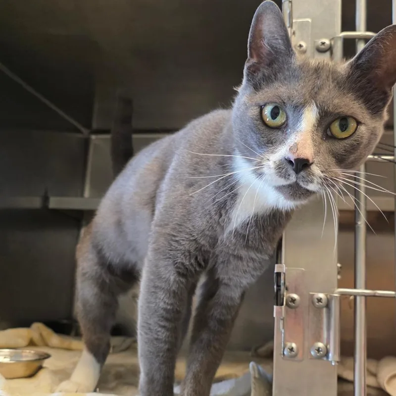 An adult large-sized male Gray / Blue / Silver Domestic Short Hair cat named Tom for adoption in Bristol, IN