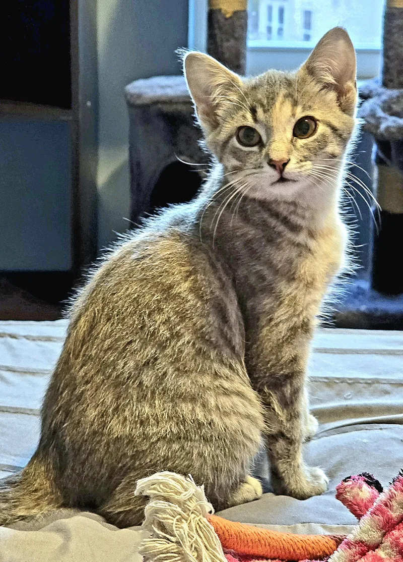 A baby medium-sized female Domestic Short Hair cat named Hailey for adoption in Chesapeake Beach, MD