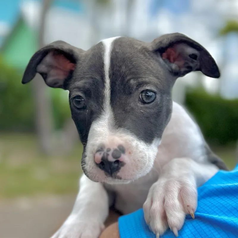 A baby small-sized male Brindle Mixed Breed dog named Pool Shark for adoption in Bradenton, FL