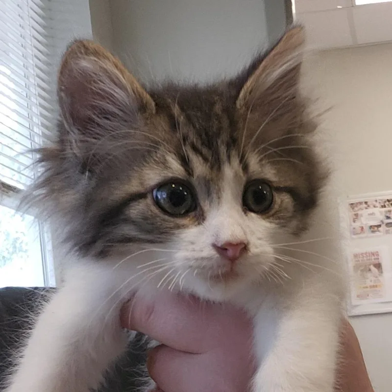 A baby small-sized male Brown / Chocolate Domestic Long Hair cat named DeWalt for adoption in Columbia Station, OH