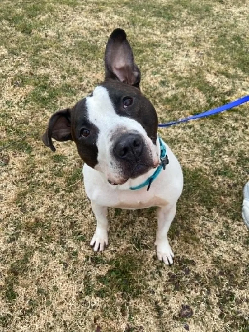 An adult large-sized male White / Cream American Bulldog dog named Drake Loves men for adoption in Port Huron, MI