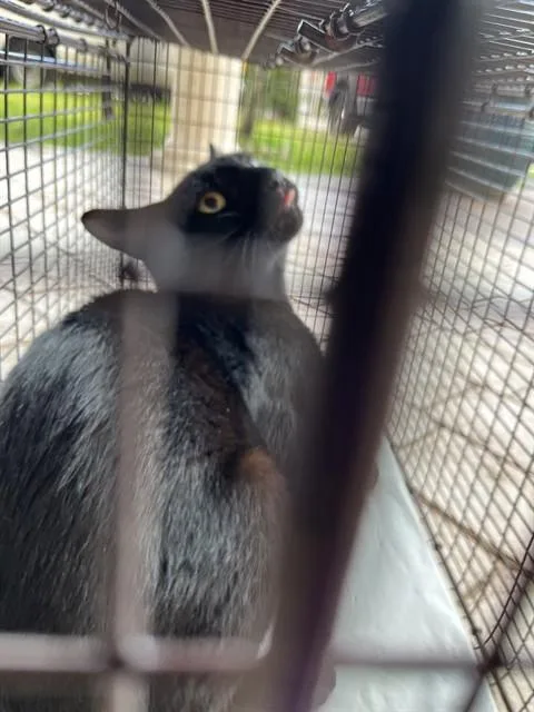 An adult medium-sized male Domestic Long Hair cat named Midnight for adoption in Miami, FL