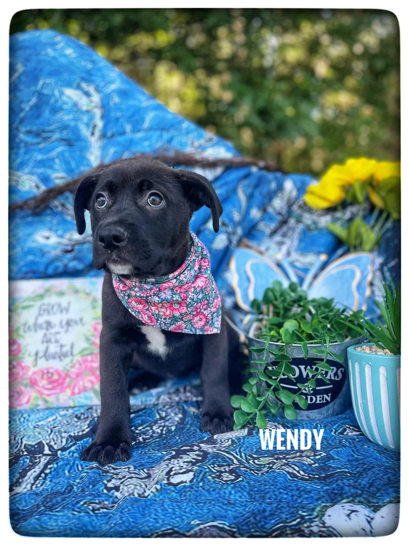 A baby medium-sized female Labrador Retriever dog named Wendy for adoption in Sebring, FL