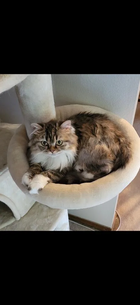A young small-sized female Persian cat named Margo for adoption in Vancouver, WA