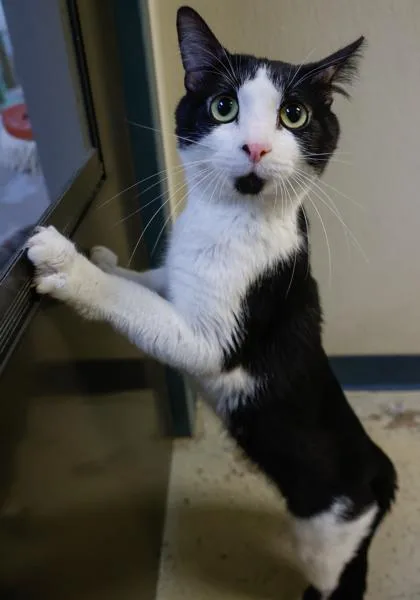 An adult medium-sized male Domestic Short Hair cat named Larry for adoption in Baraboo, WI