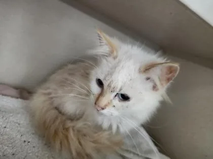 A young small-sized female Domestic Medium Hair cat named Espurr for adoption in Columbus, IN