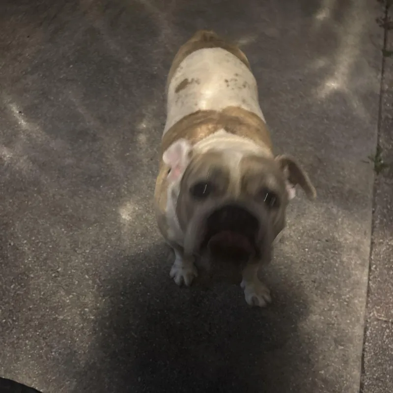 Delilah thumbnail 2