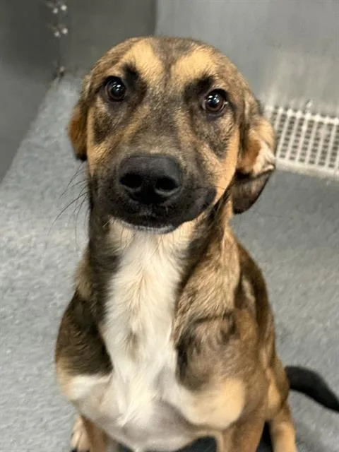 A young medium-sized male Mixed Breed dog named George for adoption in Dallas, TX