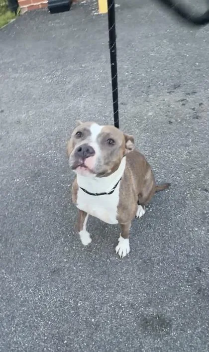 An adult medium-sized female Mixed Breed dog named Foggy for adoption in Fairfax, VA
