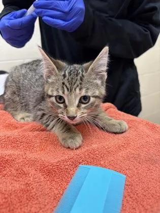 A baby small-sized female Domestic Short Hair cat named Selena for adoption in Westland, MI