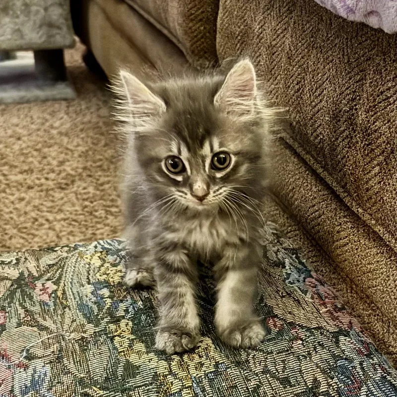 A baby medium-sized male Gray / Blue / Silver Tabby cat named Lazaro for adoption in East Amherst, NY