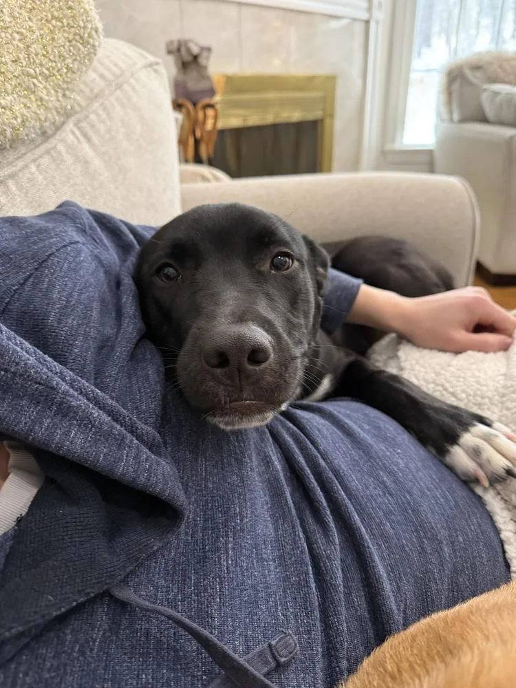 Dane Ryan thumbnail 3