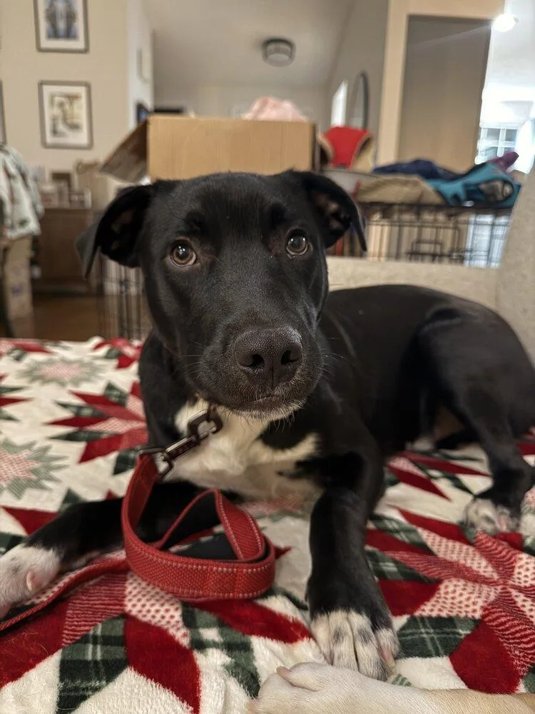 Dane Ryan thumbnail 4