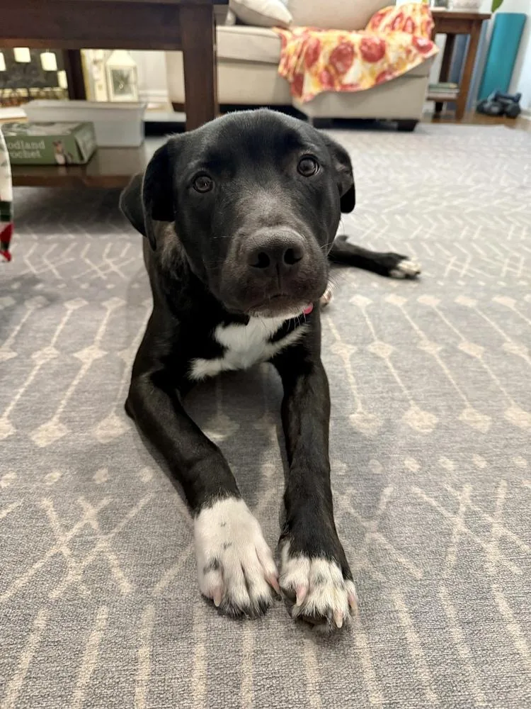 Dane Ryan thumbnail 5