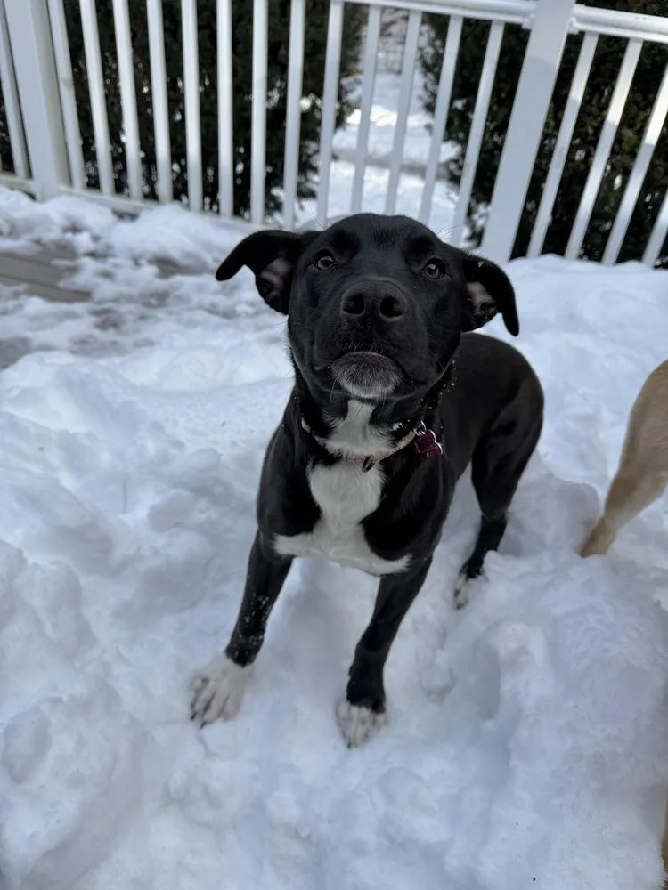 Dane Ryan thumbnail 6