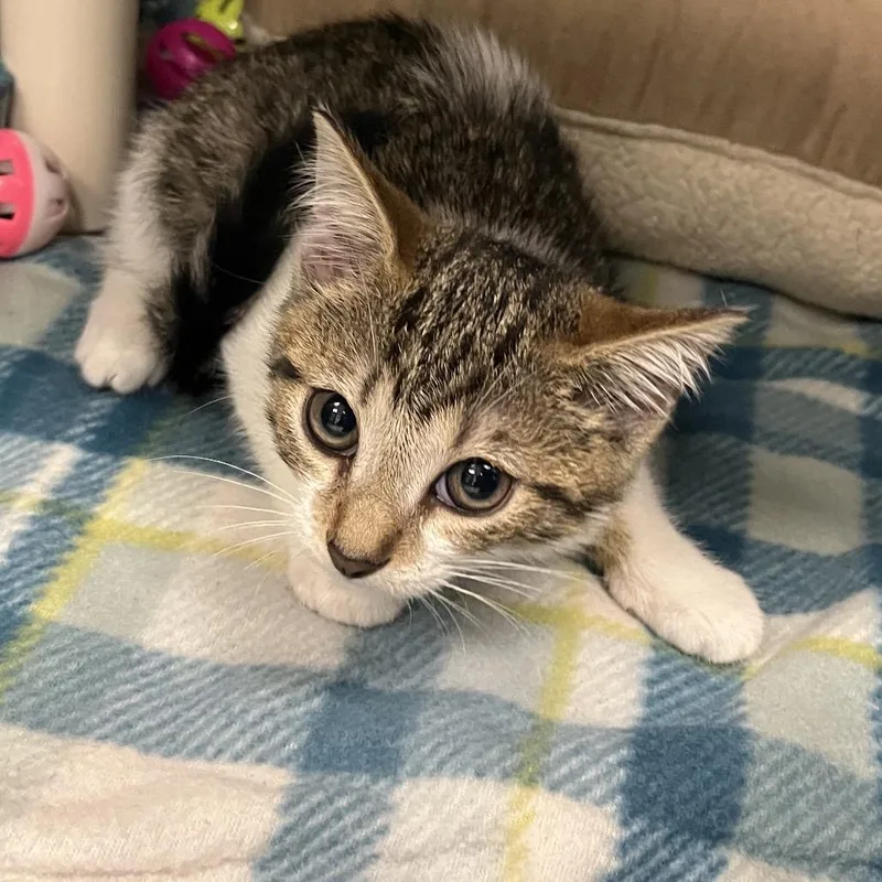 A baby small-sized female Brown / Chocolate Domestic Short Hair cat named Morticia Meow for adoption in West Palm Beach, FL
