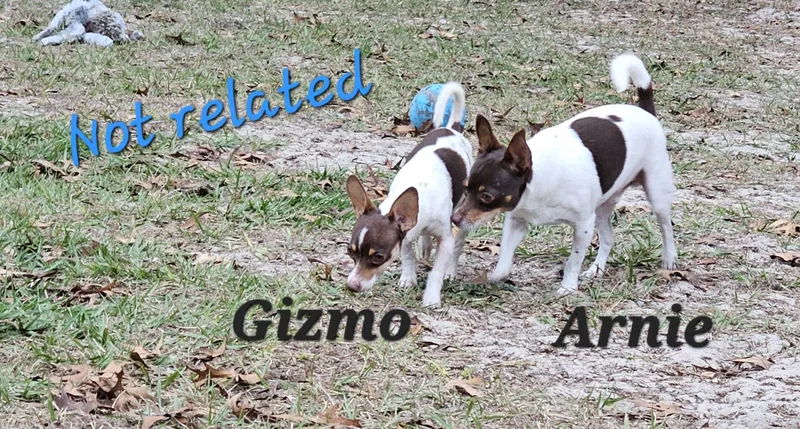 Gizmo thumbnail 5
