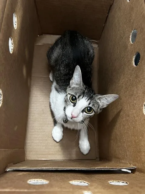 A young medium-sized female Domestic Medium Hair cat named Risa for adoption in Dallas, TX