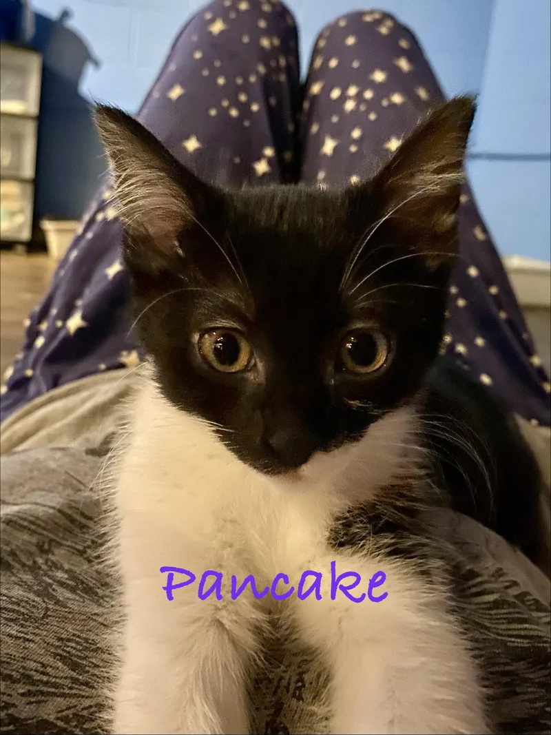 Pancake  Willow Grove