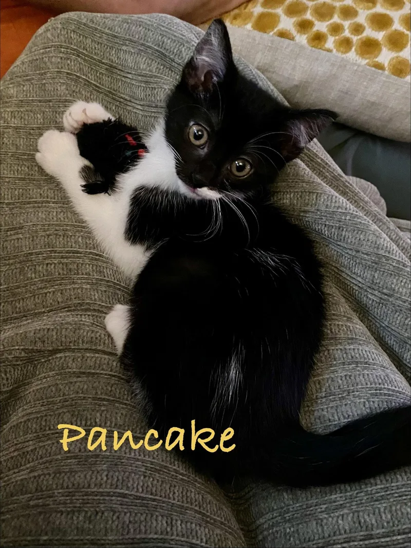 Pancake  Willow Grove thumbnail 3